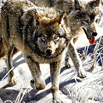 Волки Волки идут по снежному насту аватар