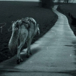 Волки Одинокий волк идет по дороге аватар