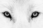Волки Волчьи глаза аватар