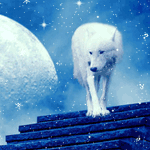 Волки Волк в заснеженую ночь аватар