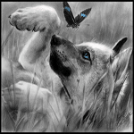 Волки Милый волчонок играющий с бабочкой аватар