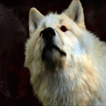 Волки Белый волк аватар