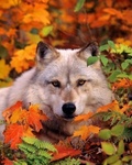 Волки Волк в осенних листьях аватар