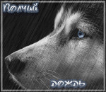 Волки Волчий дождь. Волк с голубыми глазами аватар