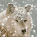 Волки Белый волк зимой аватар
