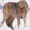 Волки Волк в снежной пустыне аватар