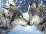 Волки Волки целуются аватар