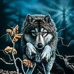 Волки Навстречу судьбе (волк бежит) аватар