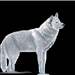 Волки Волчья тоска по несбыточному счастью аватар