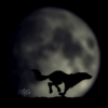 Волки Бегущий в ночи волк аватар