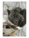 Волки Волчий оскал аватар
