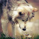 Волки Молодой волк с любопытством разглядывает бабочку аватар