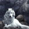 Волки Белый волк сидит на камнях во время дождя и грозы аватар