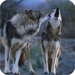 Волки Волк смотрит на воющего рядом волка аватар