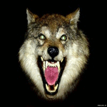 Волки Злой волчёнок аватар
