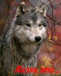 Волки Жизнь это волчья тропа аватар