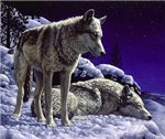 Волки Волки на снегу аватар