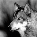 Волки Cерый волчара аватар