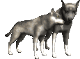 Волки Волк с волчицей аватар