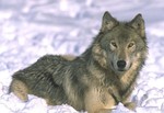 Волки Волк на снегу аватар