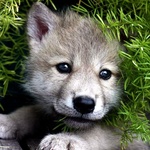 Волки Волчонок выглядывает из кустов аватар