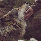 Волки Человек гладит волка аватар