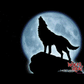 Волки Волк,волчий жождь,синий волк аватар