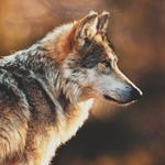 Волки Волк на коричневом фоне аватар