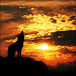 Волки Воющий волк при заходе солнца аватар