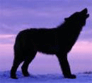 Волки Волк виляет хвостом аватар