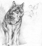 Волки Карандашный набросок волка аватар