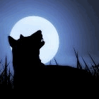 Волки Волк в полнолуние аватар