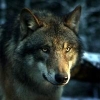 Волки Одинокий волк ночью аватар