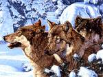 Волки Волчья стая 3 аватар