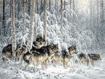 Волки Стая волков в зимнем лесу аватар