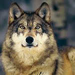 Волки Гипнотический волчий взгляд аватар