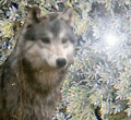 Волки Волк в лесу аватар