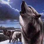 Волки воют в ночи