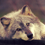 Волки Усталый волк аватар