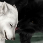 Волки Черный волк проявляет заботу к белому волку аватар