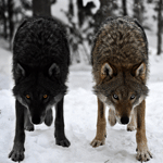 Волки Моргающие волки аватар