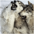 Волки Волчья стая 2 аватар
