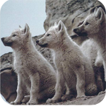 Волки Три волчонка аватар