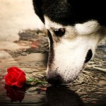 Собаки Собака сибирский хаски нюхает розу аватар