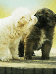 Собаки Щенячий поцелуй аватар