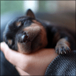 Собаки Щеночек лежит на руках и дергает носиком аватар