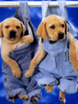Собаки Щенки висят в комбенизонах аватар