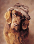 Собаки Собака в шляпе аватар
