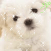 Собаки Белый щенок с блестками аватар