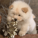 Собаки Щенок чау-чау с букетом цветов аватар